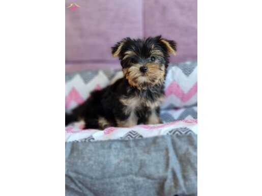 Şecereli Teacup Yorkshire Terrier Yavrularımız 