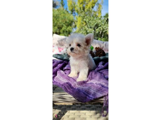 Orjinal Teacup Morkie Yavrularımız 