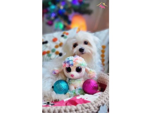 Orjinal Teacup Şecereli Maltese Yavrularımız 