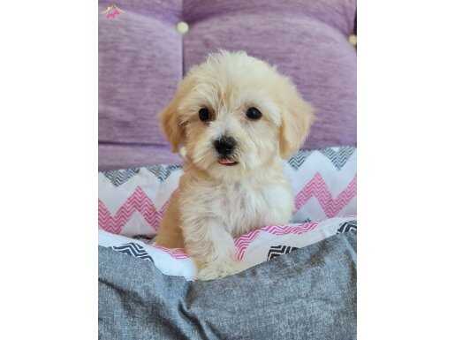 Orjinal Maltepoo Yavrularımız 