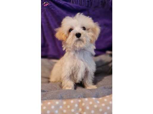 Orjinal Maltipoo Yavrular 