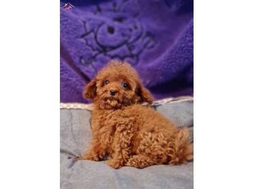 Şecereli Dişi Teacup Toy Poodle 