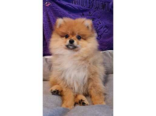 Şecereli Teacup Tedybear Pomeranian 