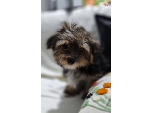 Muhteşem Bir Morkie Yavru