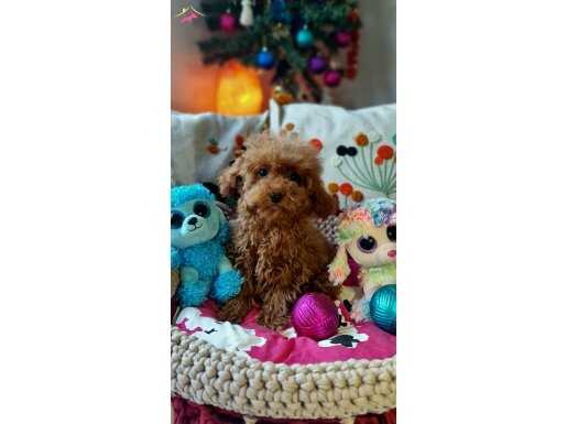 Şecereli Teacup Dişi Toy Poodle Yavrumuz 