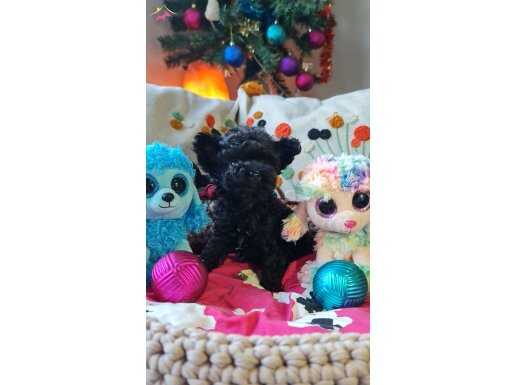 Micro Teacup Şecereli Toy Poodle Yavrularımız 