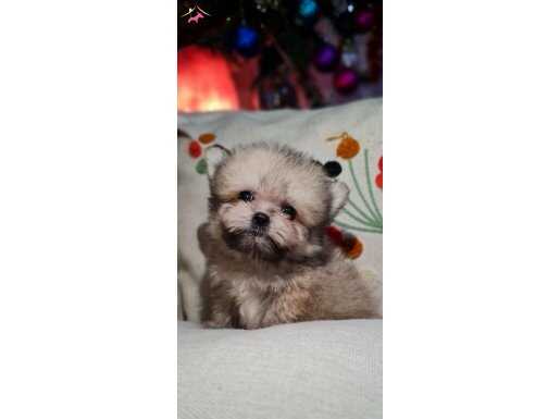 Emsalsiz Micro Tedy Morkie 