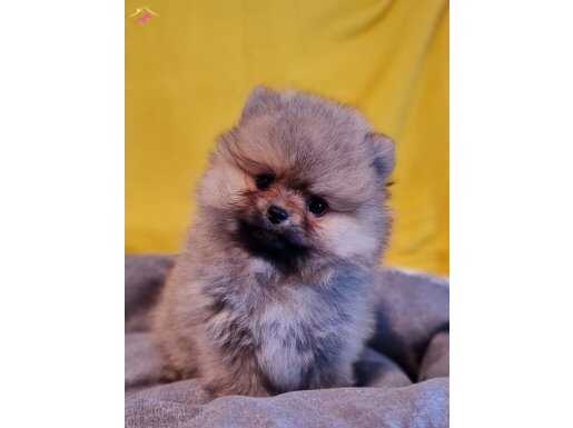 Dişi Teacup Şecereli Tedybear Pomeranian 
