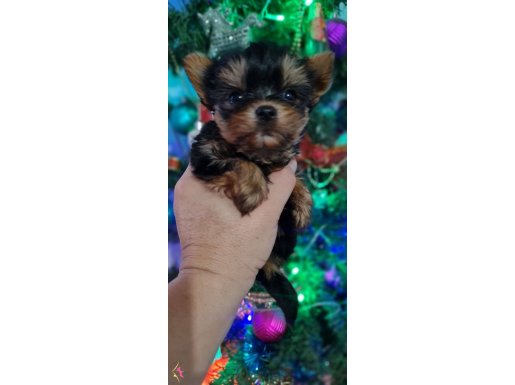 Şecereli Teacup Yorkshire Terrier Yavrularımız 