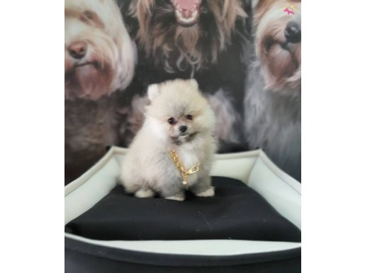 Şecereli Teacup Tedybear Pomeranian Yavrularımız 