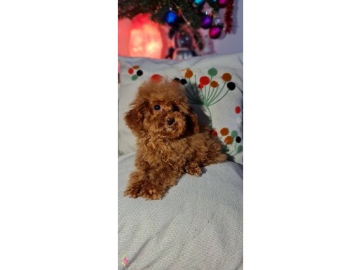 Şecereli Teacup Toy Poodle Yavrularımız 