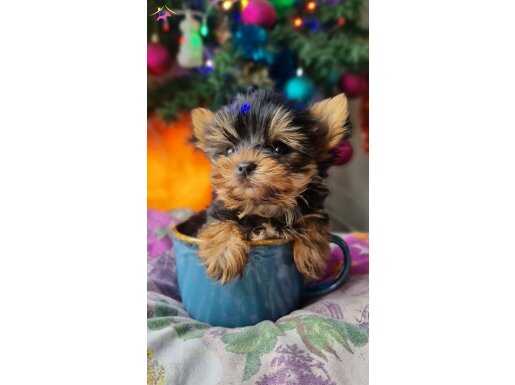 Şecereli Teacup Yorkshire Terrier Yavrularımız 