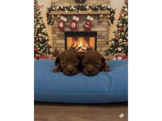 Şecereli Muhteşem Toy Poodle Yavrularımız 