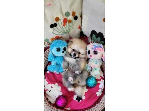 Mükemmel Kalite ŞecereliTedybear Pomeranian Yavrularımız 