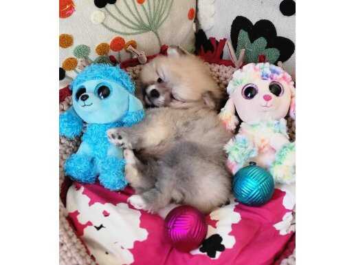 Teacup Tedybear Pomeranian Yavrularımız 