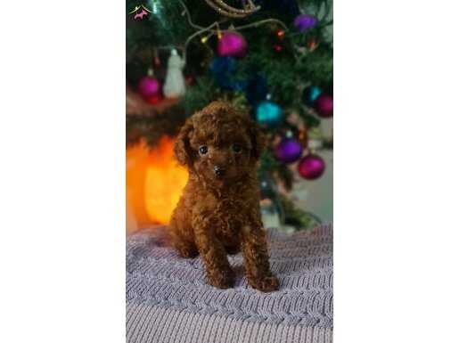 Şecereli Teacup Kore Toy Poodle Yavrularımız 