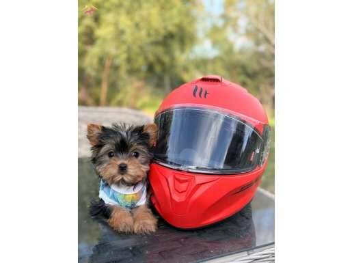 Şecereli Teacup Erkek Yorkshire Terrier yavrumuz 
