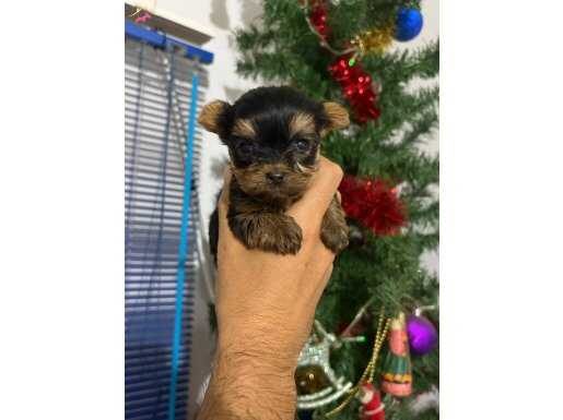 Teacup Şecereli Yorkshire Terrier Yavrularımız 