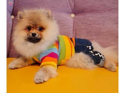 Şecereli Dişi Tedybear Pomeranian Yavrularımız 