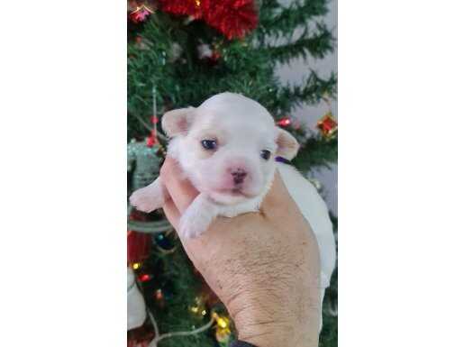 Teacup Morkie Yavrularımız 