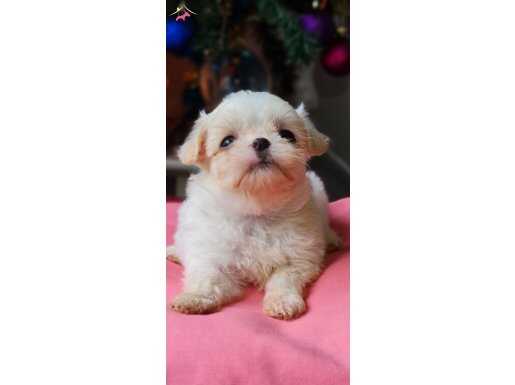 Teacup Morkie Yavrularımız 