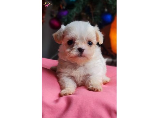 Teacup Morkie Yavrumuz 