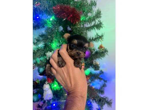 Teacup Yorkshire Terrier Yavrularımız 