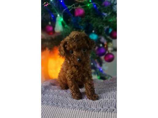 Orjinal Toy Poodle Yavrularımız 