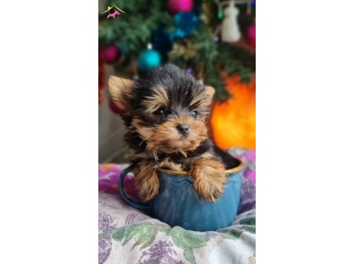 Şecereli Teacup Yorkshire Terrier Yavrularımız 