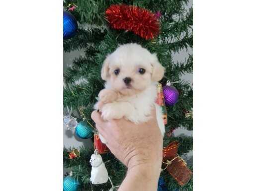 Teacup Morkie Yavrularımız 