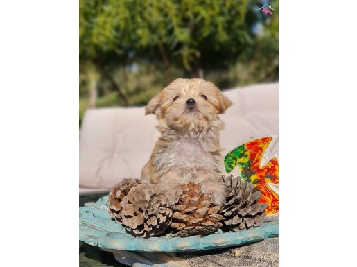 Aile Sıcağı Bekleyen Gerçek Teacup Morkie Prensesi