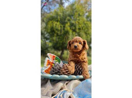 Sosyal ve Oyuncu Maltipoo Yavruları | Evin Yeni Neşesi