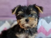 Şecereli Teacup Yorkshire Terrier Yavrularımız 