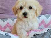 Orjinal Maltipoo Yavrularımız 
