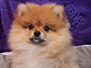 Şecereli Teacup Tedybear Pomeranian 