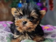 Emsalsiz Şecereli Teacup Yorkshire Terrier Yavrularımız 