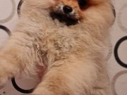 Şecereli Dişi Tedybear Pomeranian Yavrularımız 