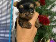 Teacup Şecereli Yorkshire Terrier Yavrularımız 