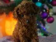 Orjinal Toy Poodle Yavrularımız 
