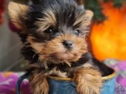 Şecereli Teacup Yorkshire Terrier Yavrularımız 