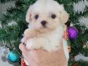 Teacup Morkie Yavrularımız 