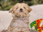 Aile Sıcağı Bekleyen Gerçek Teacup Morkie Prensesi