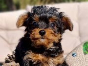 Türkiye de ilk ve tek emsalsiz YORKİPOO yavrumuz 