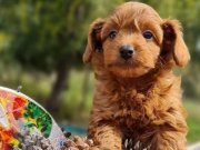 Sosyal ve Oyuncu Maltipoo Yavruları | Evin Yeni Neşesi