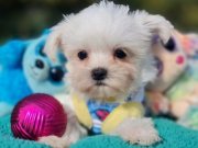 Evlerin Neşe Kaynağı Morkie Yavrular 