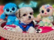 Teacup Morkie Yavrumuzun Yeni Yuvası Siz Olun