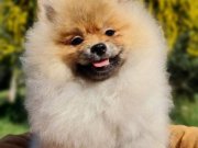 6.5 Aylık Secereli Dişi Pomeranian 