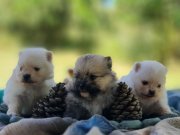 Şecereli Rezerveye açık Tedyface Pomeranian Yavrularımız 
