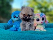 Tedyface neşe kaynağı Pomeranian Yavrularımız 