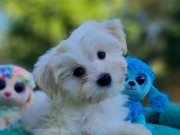 Neşe bombası Morkie Yavrularımız 